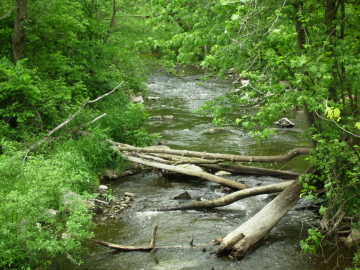 Spencer Creek-a summer view