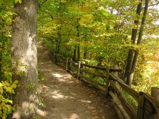 Bruce Trail view from Fallsview Road. Picture by Norman Best